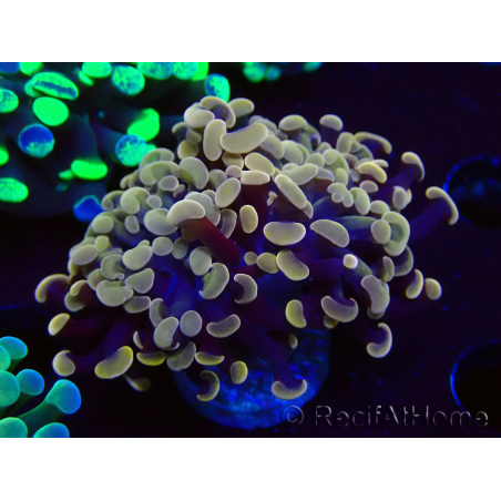 WYSIWYG Euphyllia paraancora (Maricoltura acclimatata sotto LED) 4F6