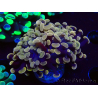 WYSIWYG Euphyllia paraancora (Maricoltura acclimatata sotto LED) 4F6