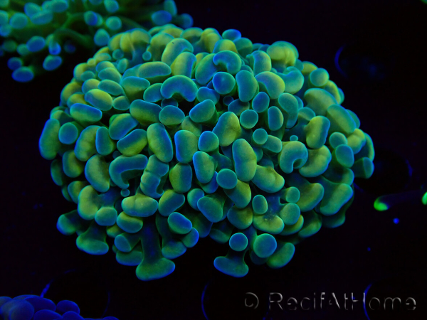 WYSIWYG Euphyllia paraancora (Maricoltura acclimatata sotto LED) 4F5