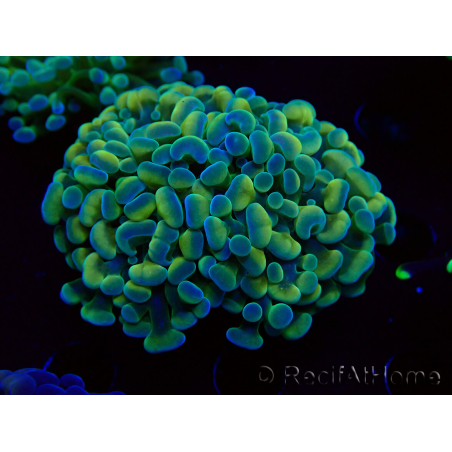 WYSIWYG Euphyllia paraancora (Mariculture acclimaté sous LED) 4F5
