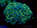 WYSIWYG Euphyllia paraancora (Maricoltura acclimatata sotto LED) 4F5