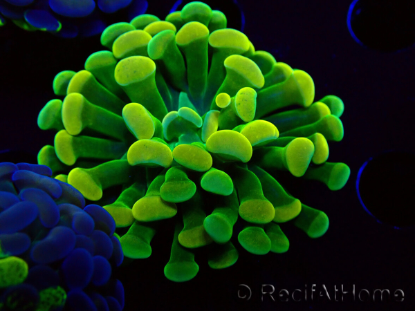 WYSIWYG Euphyllia paraancora (Mariculture acclimaté sous LED) 4F6