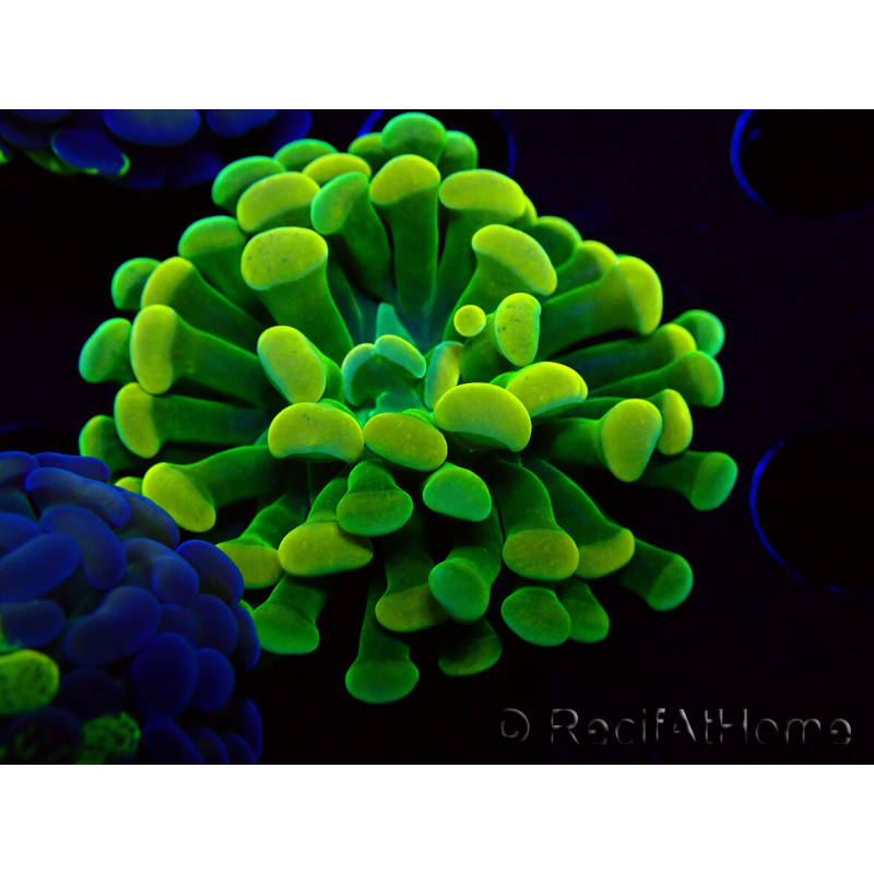 WYSIWYG Euphyllia paraancora (Mariculture acclimaté sous LED) 4F9