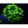 WYSIWYG Euphyllia paraancora (Maricoltura acclimatata sotto LED) 4F6