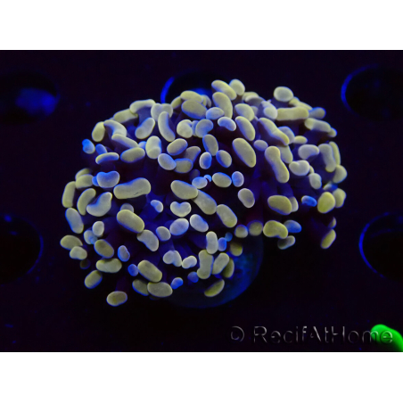 WYSIWYG Euphyllia paraancora (Maricoltura acclimatata sotto LED) 4F10