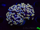 WYSIWYG Euphyllia paraancora (Marikultur akklimatisiert unter LED) 4F10