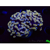 WYSIWYG Euphyllia paraancora (Marikultur akklimatisiert unter LED) 4F10