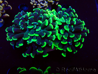 WYSIWYG Euphyllia paraancora (Mariculture acclimaté sous LED) 4G3