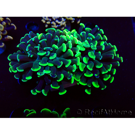 WYSIWYG Euphyllia paraancora (Maricultured acclimated under LED) 4G3
