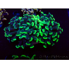WYSIWYG Euphyllia paraancora (Maricultured acclimated under LED) 4G3