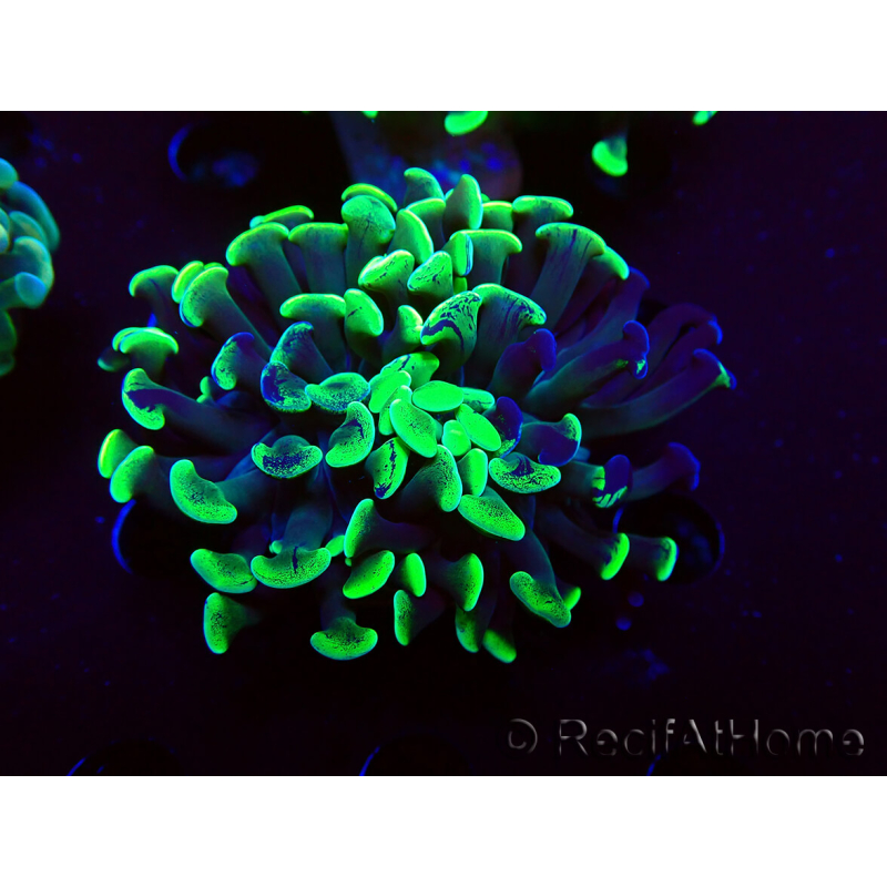 WYSIWYG Euphyllia paraancora (Maricoltura acclimatata sotto LED) 4G5