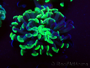 WYSIWYG Euphyllia paraancora (Maricultured acclimated under LED) 4G5