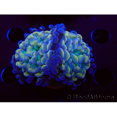 WYSIWYG Euphyllia paraancora (Mariculture acclimaté sous LED) 4G8