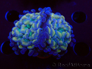 WYSIWYG Euphyllia paraancora (Maricoltura acclimatata sotto LED) 4G6