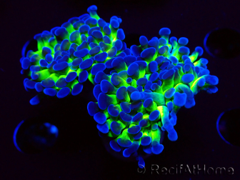 WYSIWYG Euphyllia paraancora (Mariculture acclimaté sous LED) 4G10