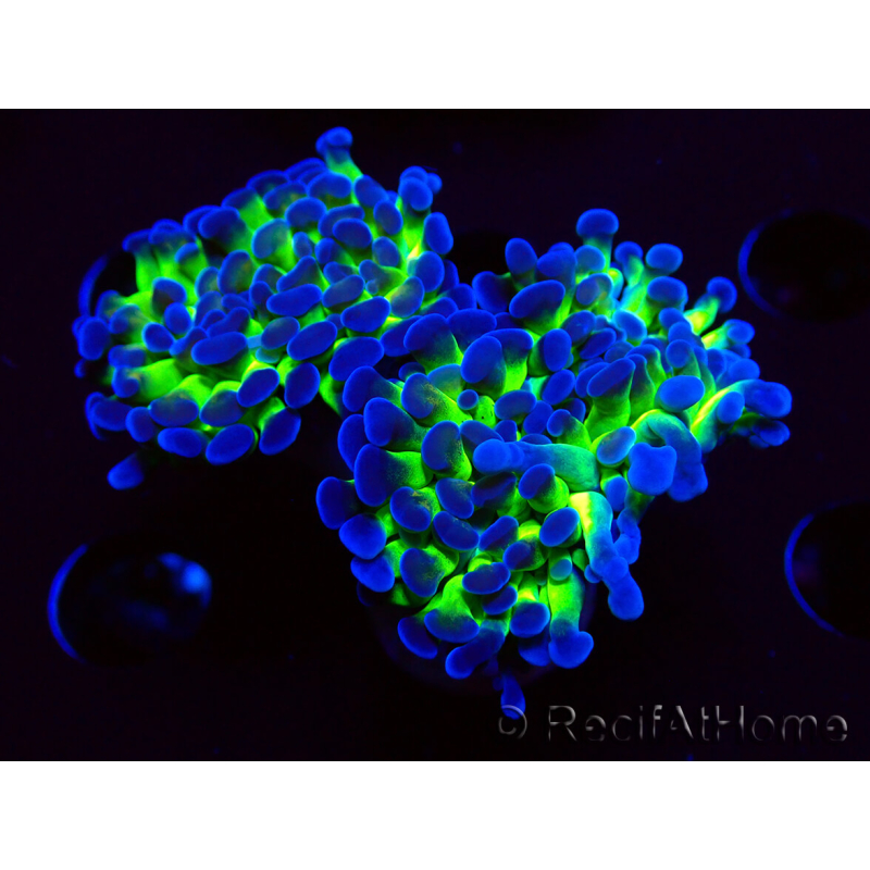 WYSIWYG Euphyllia paraancora (Maricultura aclimatada bajo LED) 4G6