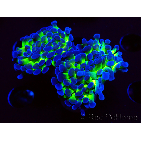 WYSIWYG Euphyllia paraancora (Maricoltura acclimatata sotto LED) 4G6