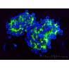 WYSIWYG Euphyllia paraancora (Mariculture acclimaté sous LED) 4G10