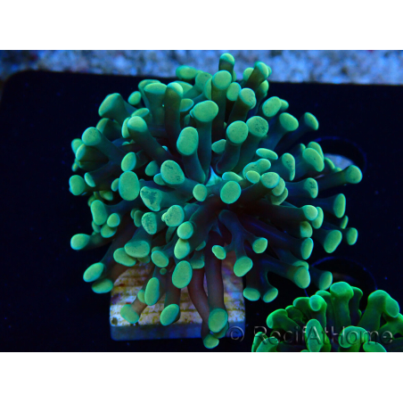 WYSIWYG Euphyllia paraancora (Mariculture acclimaté sous LED) 4A2