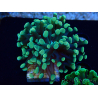 WYSIWYG Euphyllia paraancora (Mariculture acclimaté sous LED) 4A2