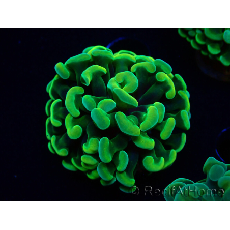 WYSIWYG Euphyllia paraancora (Mariculture acclimaté sous LED) 4A5