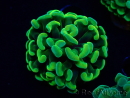 WYSIWYG Euphyllia paraancora (Maricoltura acclimatata sotto LED) 4A5