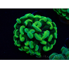 WYSIWYG Euphyllia paraancora (Maricoltura acclimatata sotto LED) 4A5