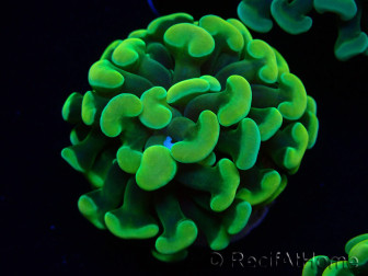 WYSIWYG Euphyllia paraancora (Maricoltura acclimatata sotto LED) 4A6