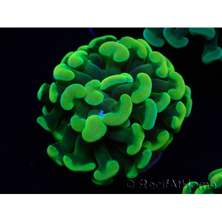WYSIWYG Euphyllia paraancora (Maricoltura acclimatata sotto LED) 4A6