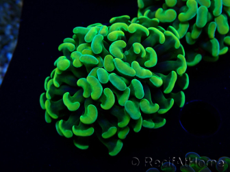 WYSIWYG Euphyllia paraancora (Mariculture acclimated under LED) 4A5