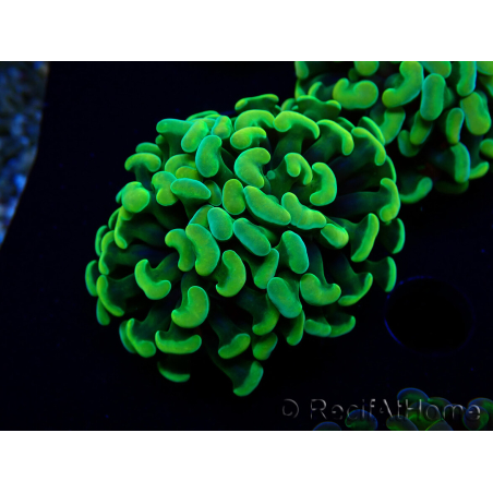 WYSIWYG Euphyllia paraancora (Maricoltura acclimatata sotto LED) 4A5