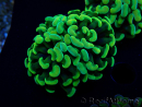 WYSIWYG Euphyllia paraancora (Mariculture acclimated under LED) 4A5