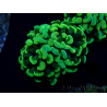 WYSIWYG Euphyllia paraancora (Mariculture acclimated under LED) 4A5