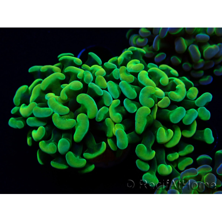 WYSIWYG Euphyllia paraancora (Marikultur akklimatisiert unter LED) 4A6
