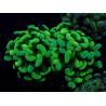 WYSIWYG Euphyllia paraancora (Mariculture acclimaté sous LED) 4A10