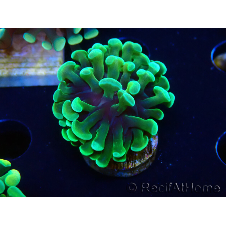 WYSIWYG Euphyllia paraancora (Mariculture acclimaté sous LED) 4B1