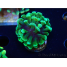 WYSIWYG Euphyllia paraancora (Maricoltura acclimatata sotto LED) 4B1