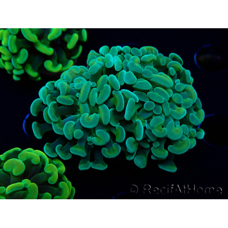 WYSIWYG Euphyllia paraancora (Maricoltura acclimatata sotto LED) 4B3