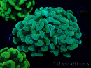 WYSIWYG Euphyllia paraancora (Maricoltura acclimatata sotto LED) 4B3