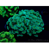 WYSIWYG Euphyllia paraancora (Maricoltura acclimatata sotto LED) 4B3