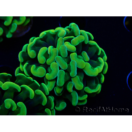 WYSIWYG Euphyllia paraancora (Maricoltura acclimatata sotto LED) 4B4