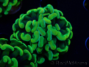 WYSIWYG Euphyllia paraancora (Maricultured acclimated under LED) 4B4