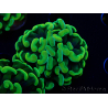 WYSIWYG Euphyllia paraancora (Maricoltura acclimatata sotto LED) 4B4