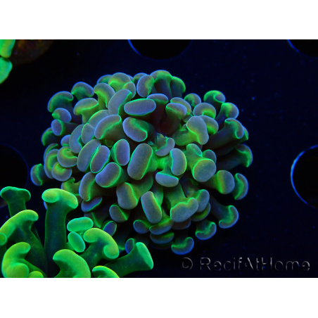 WYSIWYG Euphyllia paraancora (Mariculture acclimaté sous LED) 4B5