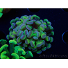 WYSIWYG Euphyllia paraancora (Mariculture acclimaté sous LED) 4B5