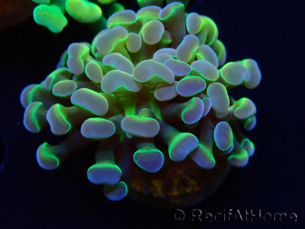 WYSIWYG Euphyllia paraancora (Maricoltura acclimatata sotto LED) 4B5
