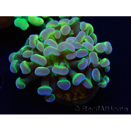 WYSIWYG Euphyllia paraancora (Mariculture acclimaté sous LED) 4B5