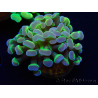 WYSIWYG Euphyllia paraancora (Maricultura aclimatada bajo LED) 4B5
