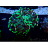 WYSIWYG Euphyllia paraancora (Maricultura acclimatata sotto LED) 4C1