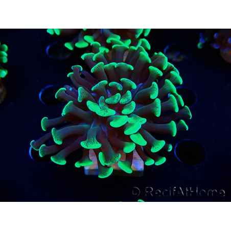 WYSIWYG Euphyllia paraancora (Mariculture acclimaté sous LED) 4C4